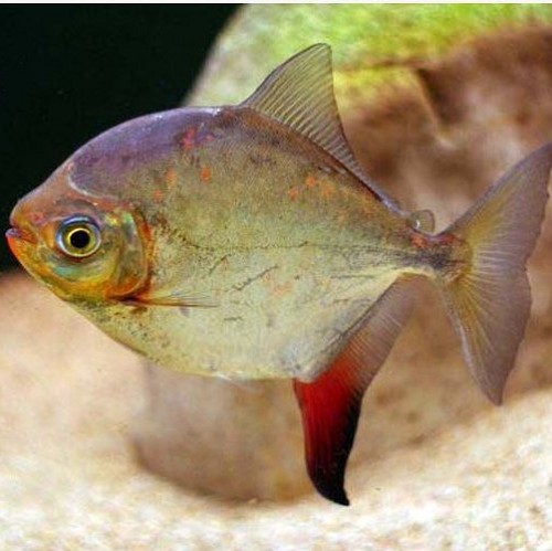 Myleus rubripinnis 8-10 cm (WV)